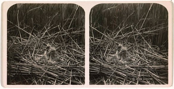 Jonge purpurreigers in nest