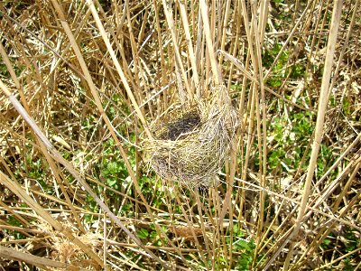 Nest of Reed Warbler photo