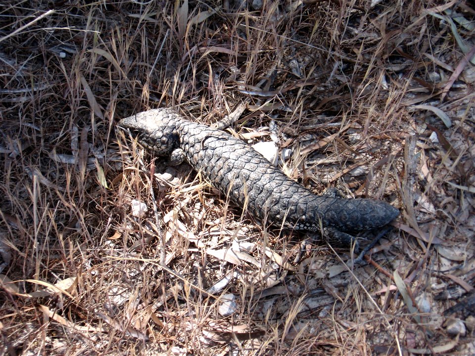 Tiliqua rugosa, sleepy lizard, bobtail, shingle back