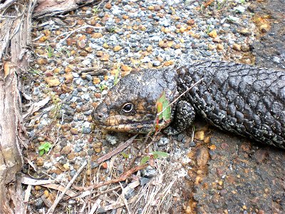 The species Tiliqua rugosa, Big Grove, Albany.