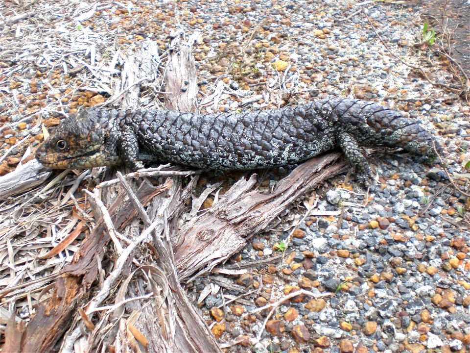 The species Tiliqua rugosa, Big Grove, Albany.