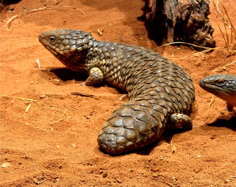 A Shingleback Skink (Tiliqua rugosa) at Sydney Wildlife World.