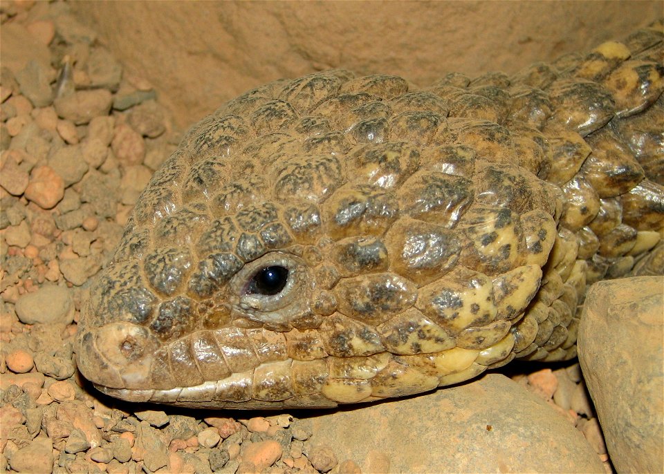 Shingleback skink at Louisville Zoo.