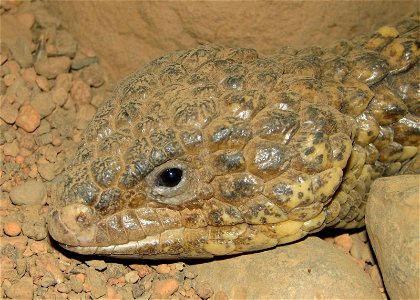 Shingleback skink at Louisville Zoo.