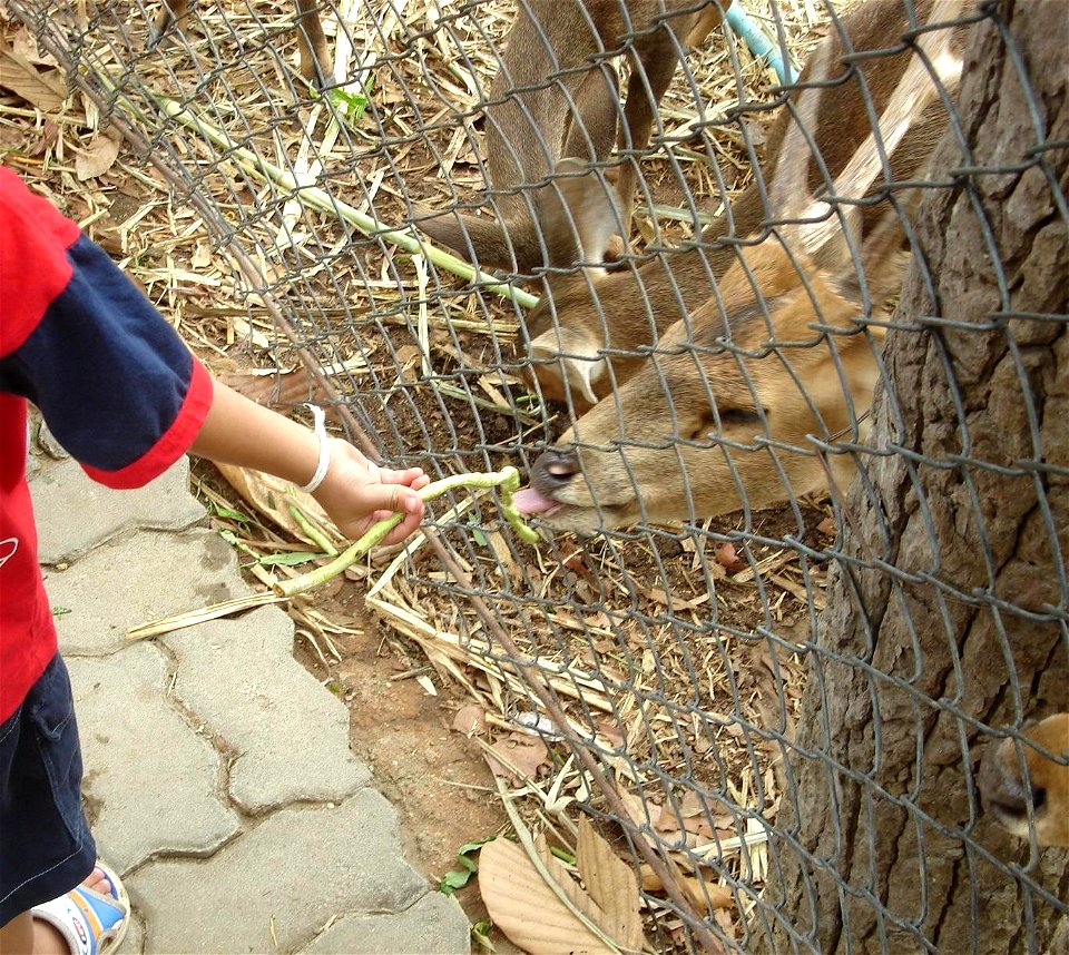 Deer(s) in Chiang Mai zoo