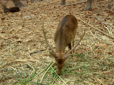 Deer in Chiang Mai zoo