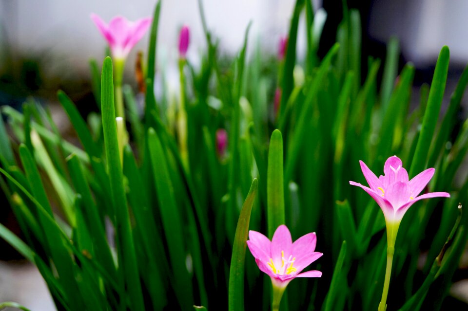 Flowers nature spring meadow