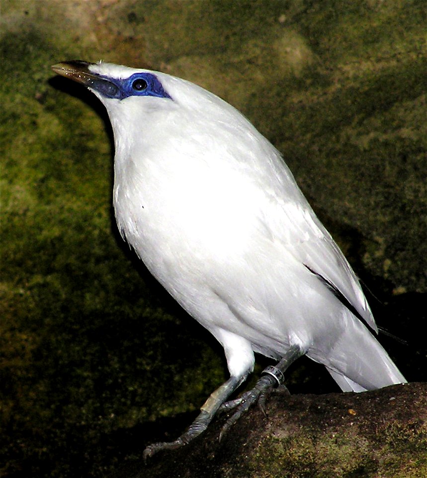 Bali Starling (Leucopsar rothschildi) in the aviary at Bristol Zoo, Bristol, England.