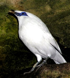 Bali Starling (Leucopsar rothschildi) in the aviary at Bristol Zoo, Bristol, England. photo