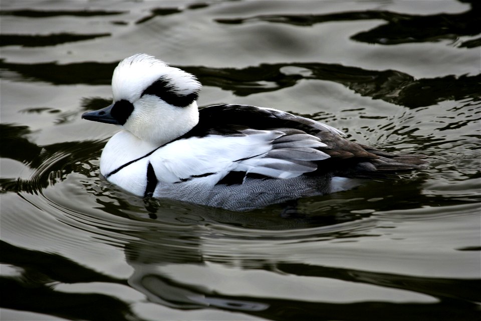 Smew (Mergellus albellus) at the Rosamond Gifford Zoo, Syracuse, New York.