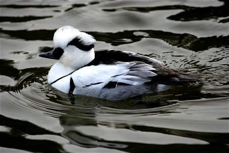 Smew (Mergellus albellus) at the Rosamond Gifford Zoo, Syracuse, New York.