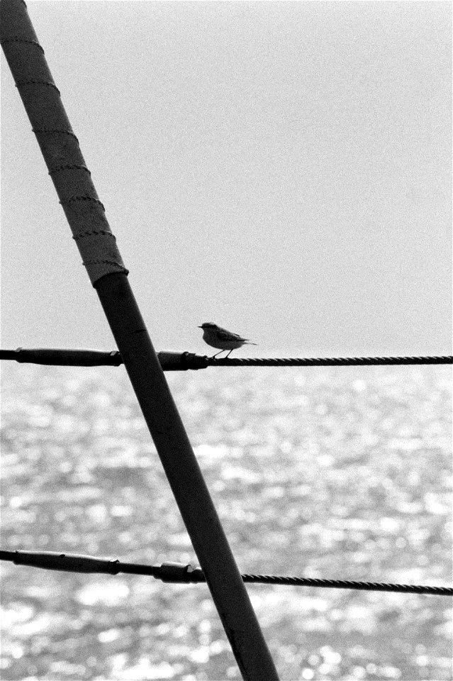 The original finding aid described this photograph as: Base: USS Illusive (MSO 448) Scene Camera Operator: PH2 C. Duvall Release Status: Released to Public