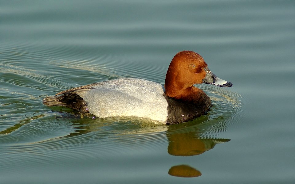 Common Pochard (Male)