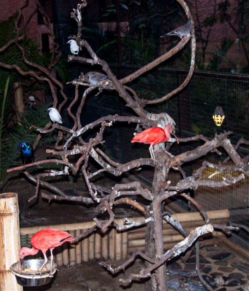 Nyíregyháza Zoo, Birds in winter