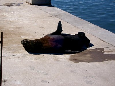 lobo marino en el puerto de mar del plata photo