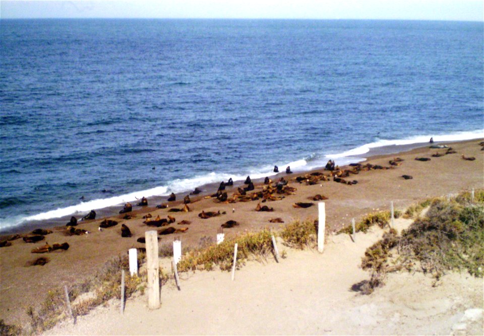 Lobería en el extremo norte de la península Valdés, Chubut, Argentina