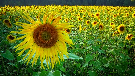 Nature summer flower