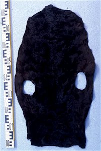 South African sea lyon fur skin (Otaria flavescens (byronia)), infant fur, coloured. Fur skin collection, Bundes-Pelzfachschule, Frankfurt/Main, Germany