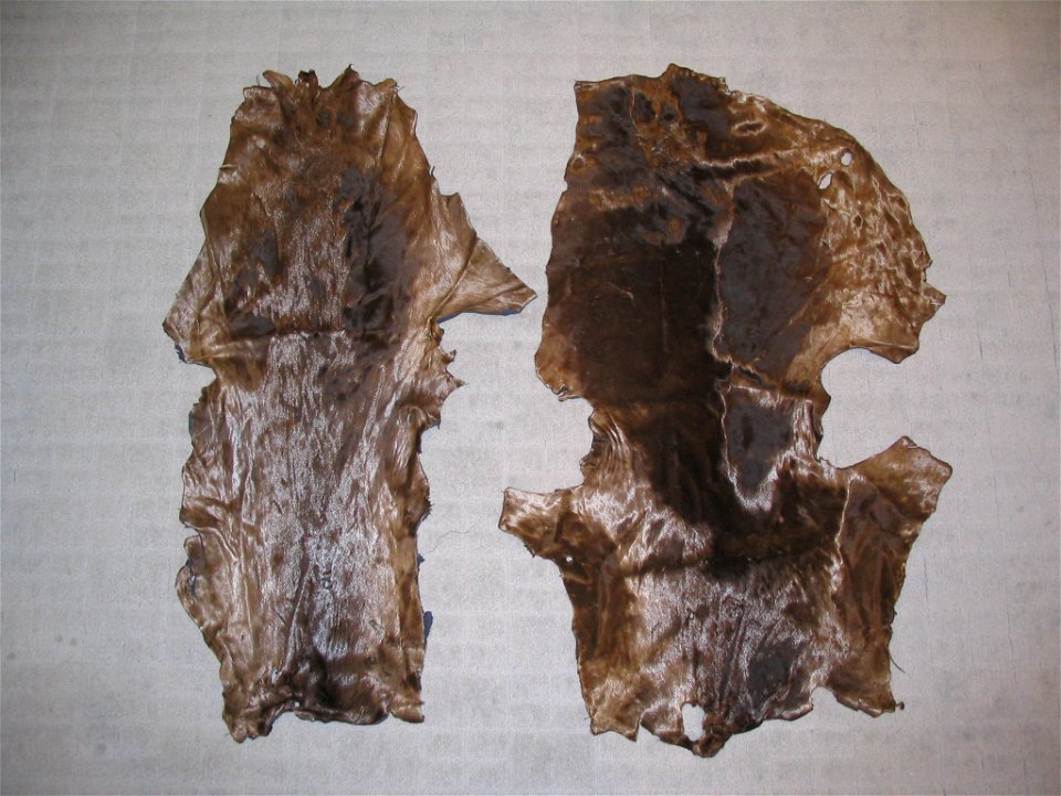 2 South African sea lyon fur skins (Otaria flavescens (byronia)), infant fur, probably dyed.