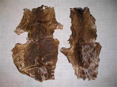 2 South African sea lyon fur skins (Otaria flavescens (byronia)), infant fur, probably dyed.