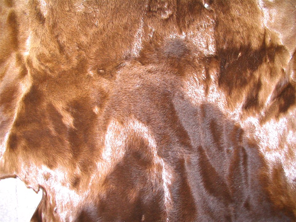 South African sea lyon fur skin (Otaria flavescens (byronia)), infant fur, probably dyed.