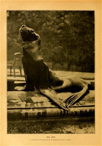 SEA LION. 

licit 1)1 /he Zoolod'tcal Gardens, London.)