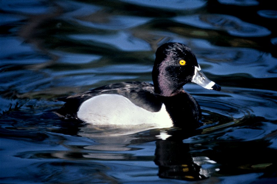 : Ring-necked Duck (Aythya collaris)