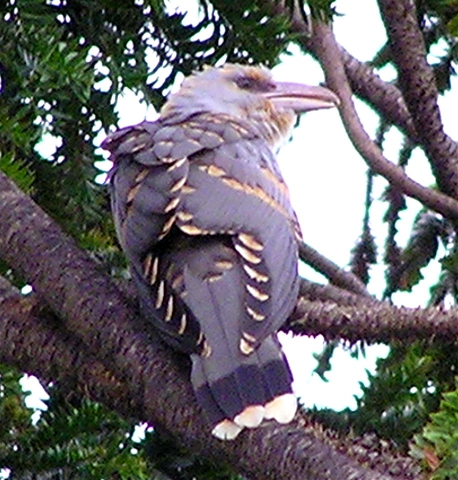Juvenile en:Channel-billed Cuckoo (based on plumage)