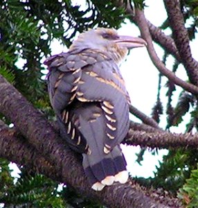 Juvenile en:Channel-billed Cuckoo (based on plumage)