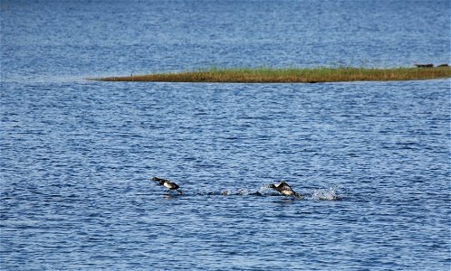 Entry from the 2014 Seney National Wildlife Refuge Photo Contest.

Photo courtesy of Laura Gasaway.