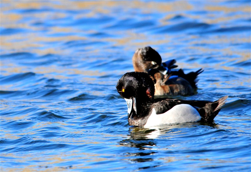 Photo: Tom Koerner/USFWS