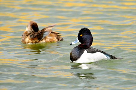 Photo: Tom Koerner/USFWS