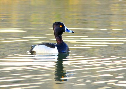 Photo: Tom Koerner/USFWS