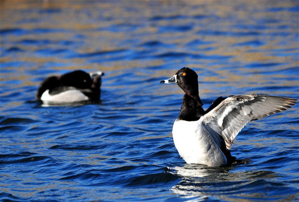Photo: Tom Koerner/USFWS