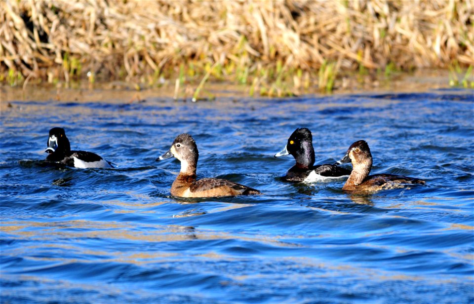 Photo: Tom Koerner/USFWS