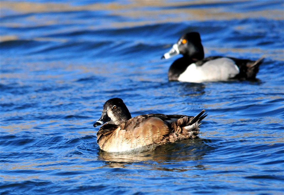 Photo: Tom Koerner/USFWS