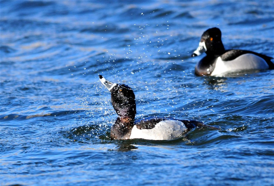 Splish Splash  Photo: Tom Koerner/USFWS