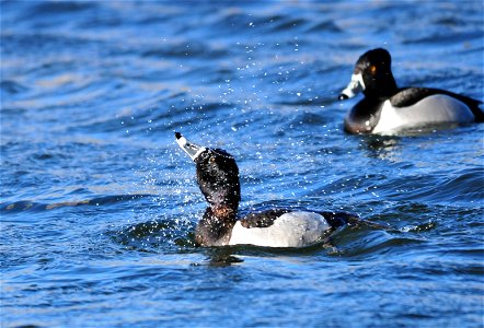Splish Splash  Photo: Tom Koerner/USFWS