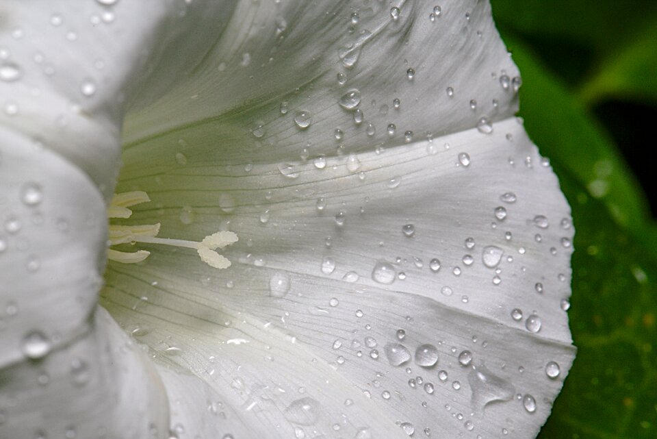 White close up summer