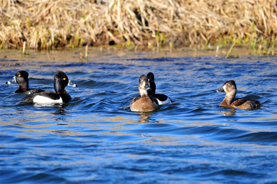 Photo: Tom Koerner/USFWS