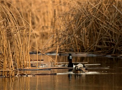 Ring-necked Ducks You are free to use this image with the following photo credit: Peter Pearsall/USFWS photo