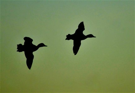 The sound of jet fighters circling behind me caught my attention. When I twisted my neck to look, I spotted a pair of ring-necked ducks dropping into the wetland from a high altitude. The sound was photo