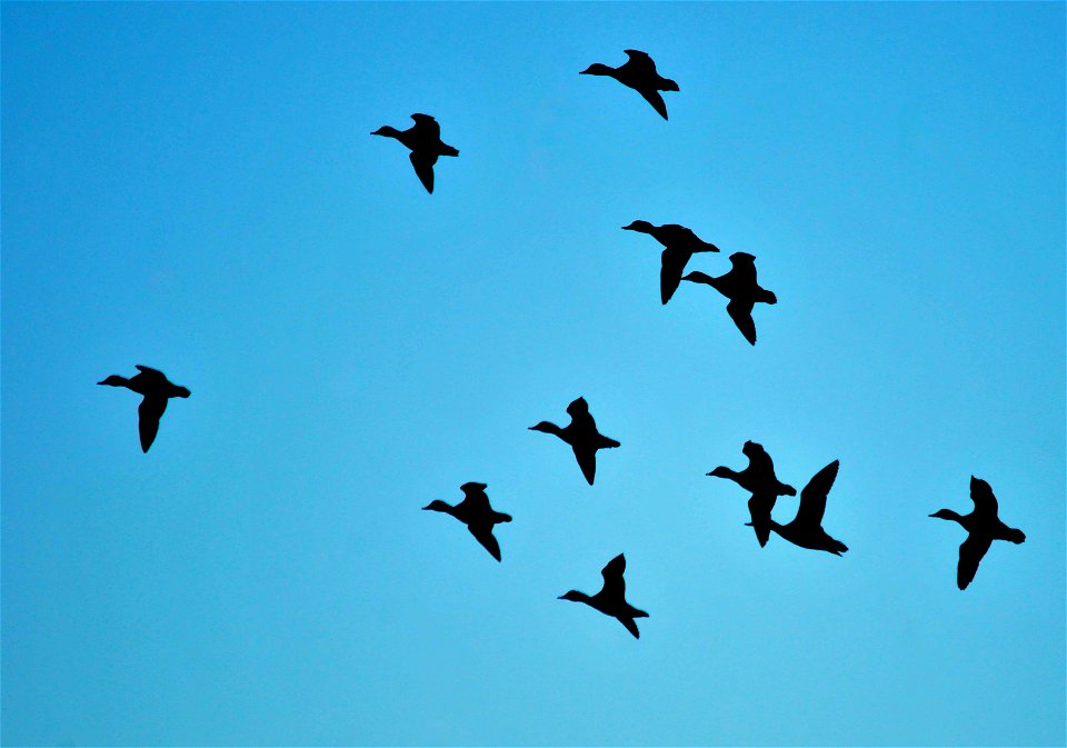 Photo: Tom Koerner/USFWS