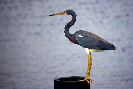 Tricolored Heron (Egretta tricolor) at Pelican Island National Wildlife Refuge Credit: Keenan Adams (USFWS) photo