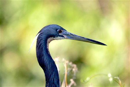 Heron - Tri Colored (1), NPSPhoto, R. Cammauf