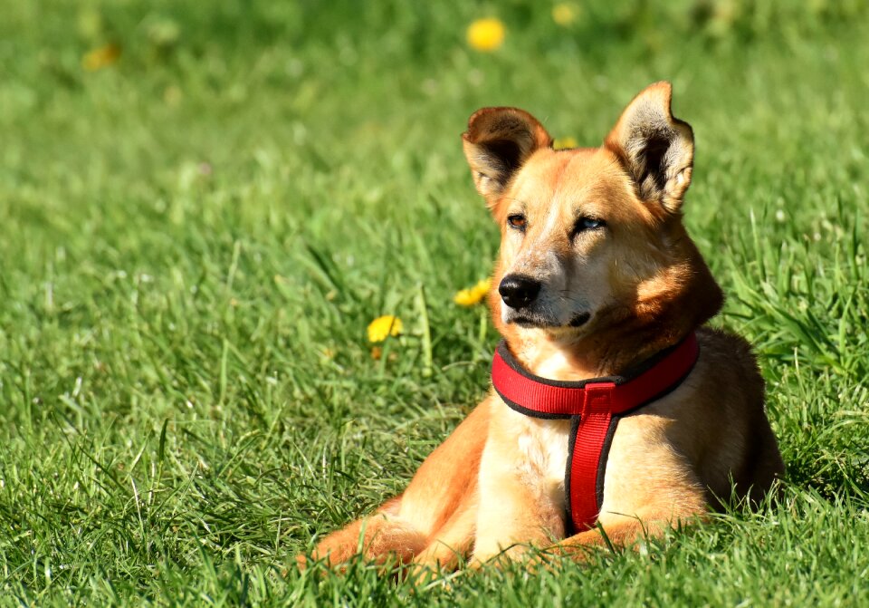 Pet brown good aiderbichl