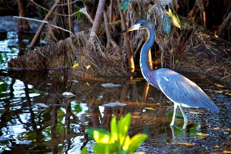 Tricolored Heron (Egretta tricolor)
at J.N. “Ding” Darling NWR
Credit: USFWS

Photographer: Keenan Adams