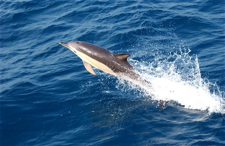 Common dolphin (Delphinus sp.) July 9, 2004. photo