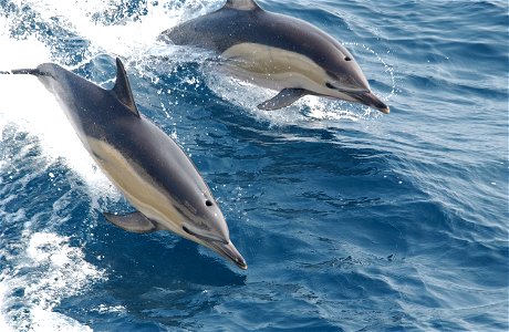 Common Dolphin, Delphinus genus