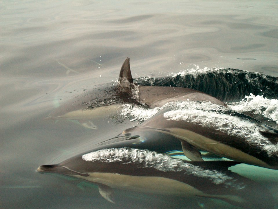 Common Dolphins exhaling air.